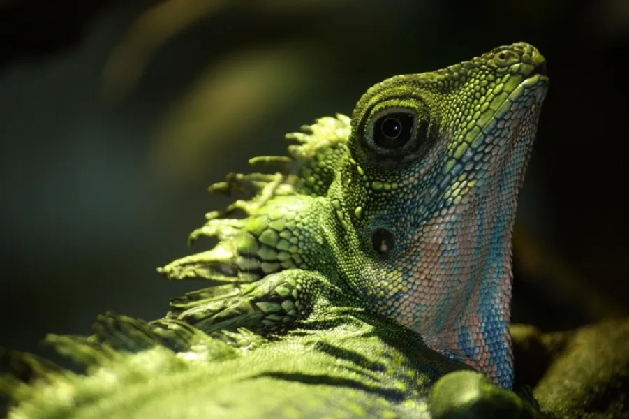 I Decided to go Green