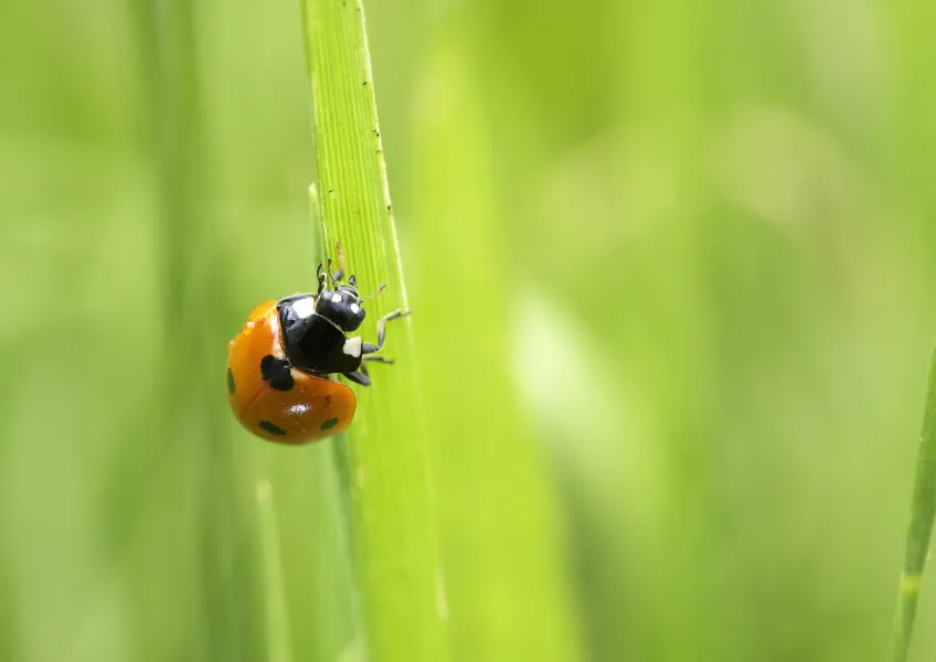 Ladybug