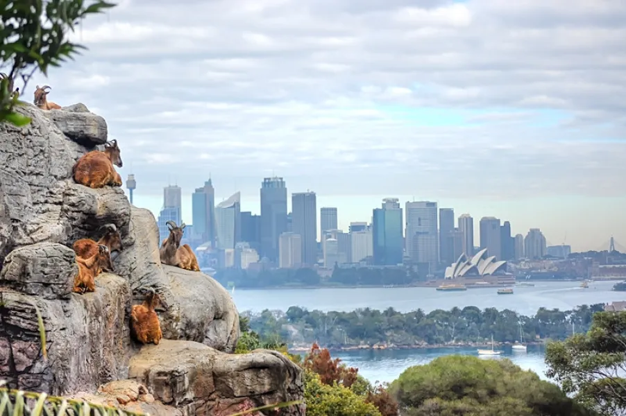 Sydney City Center View