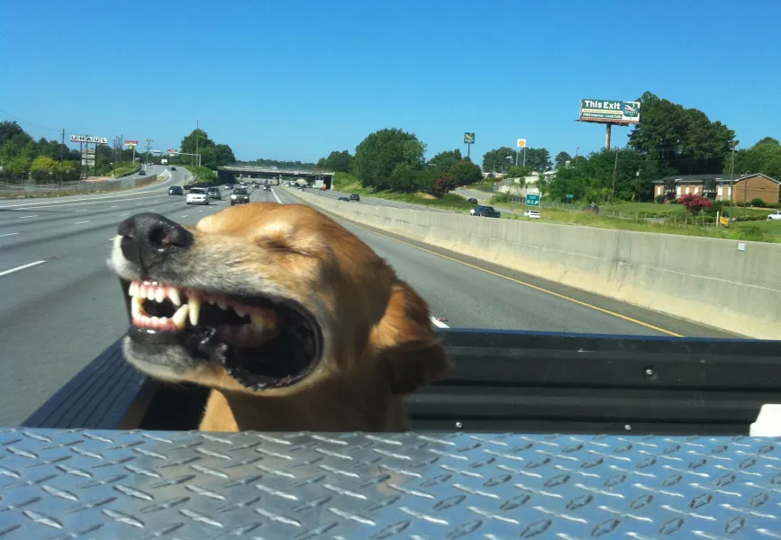 My Buddy in the Truck