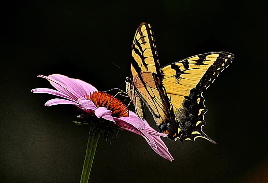 Monarch Butterfly