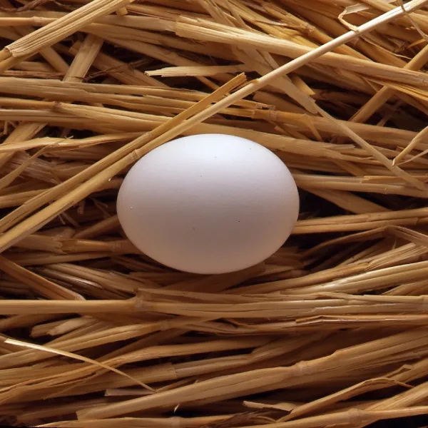 Egg
