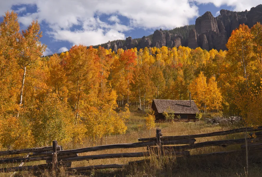 Golden Aspens