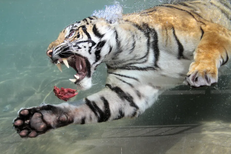 Tiger Dives for Meat
