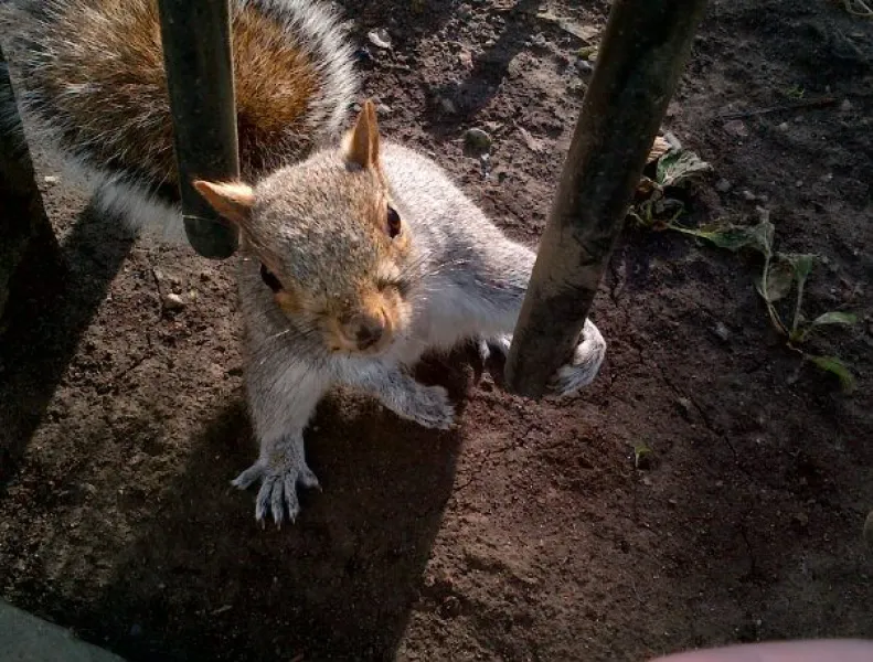 Squirrel