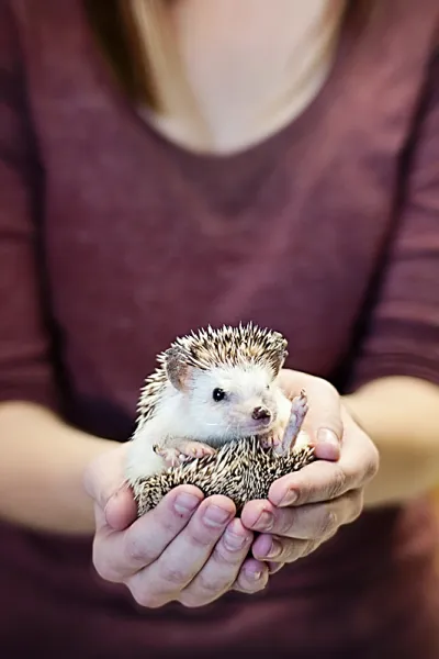 Daisy the Hedgehog