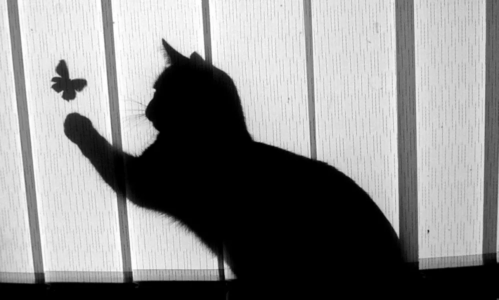 Catching Butterflies