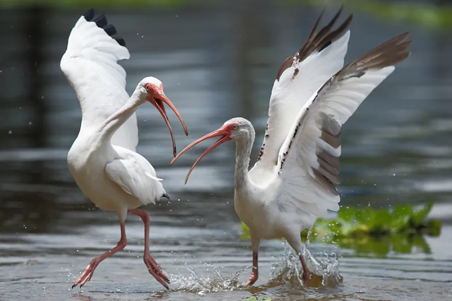 Challenging Opinions