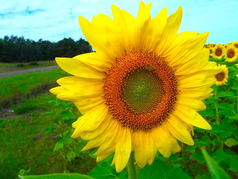 bright sunflower