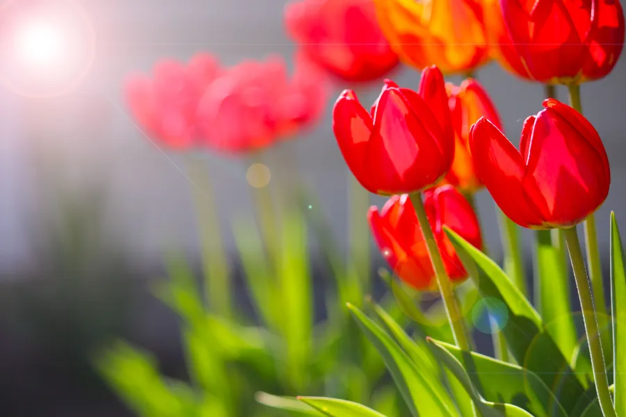 Summer's Sunny Tulips