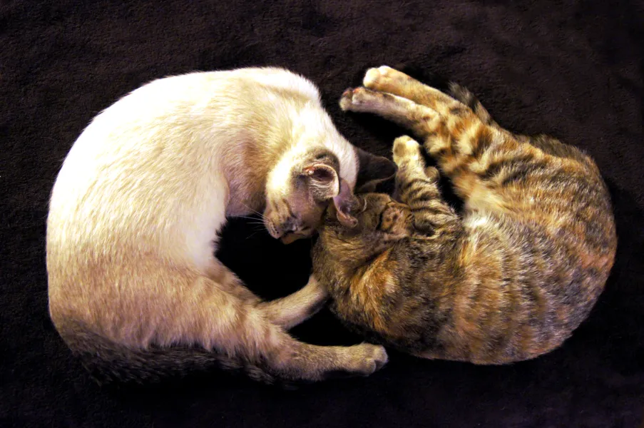 Kitty Yin-Yang
