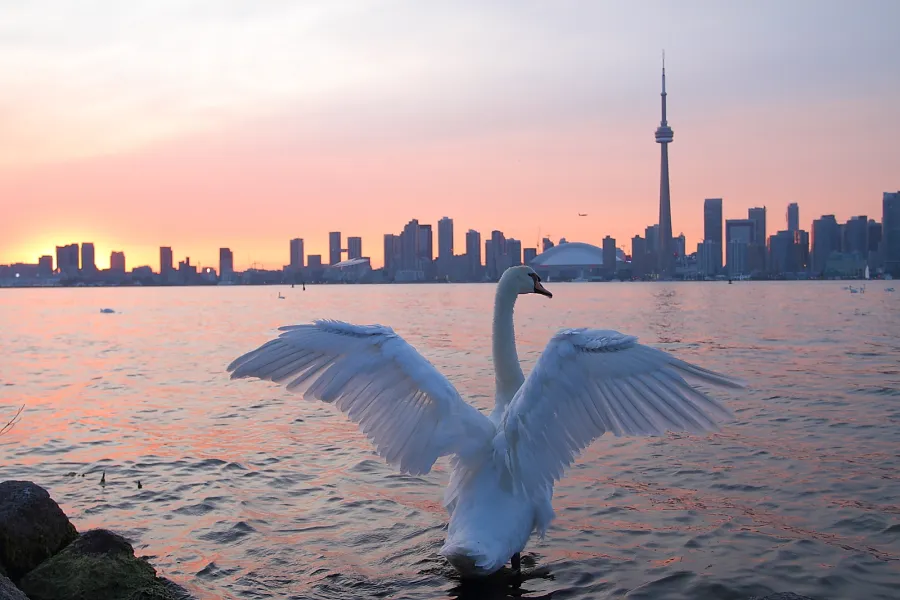 Swan and Skyline
