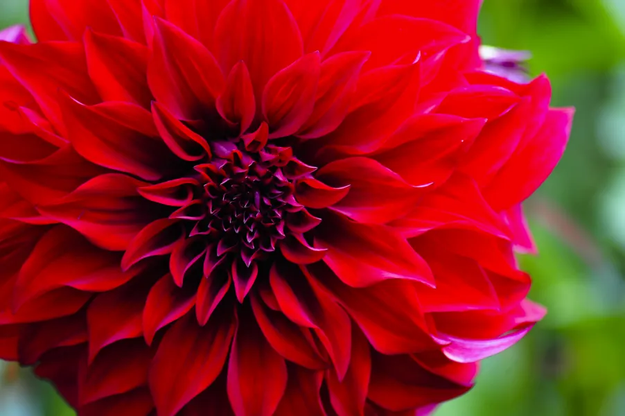 Dahlia's are in Bloom