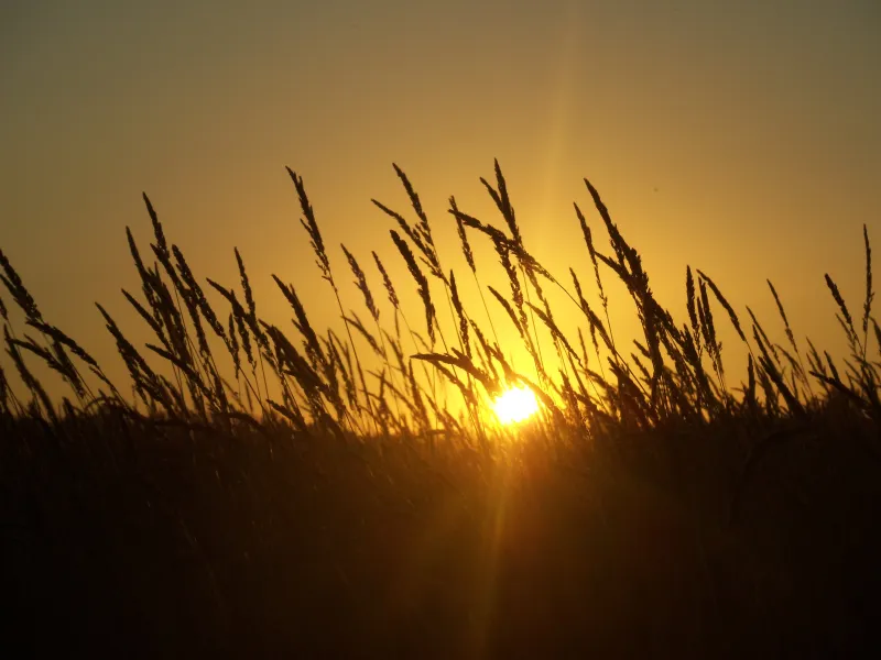 Grassy Sunset