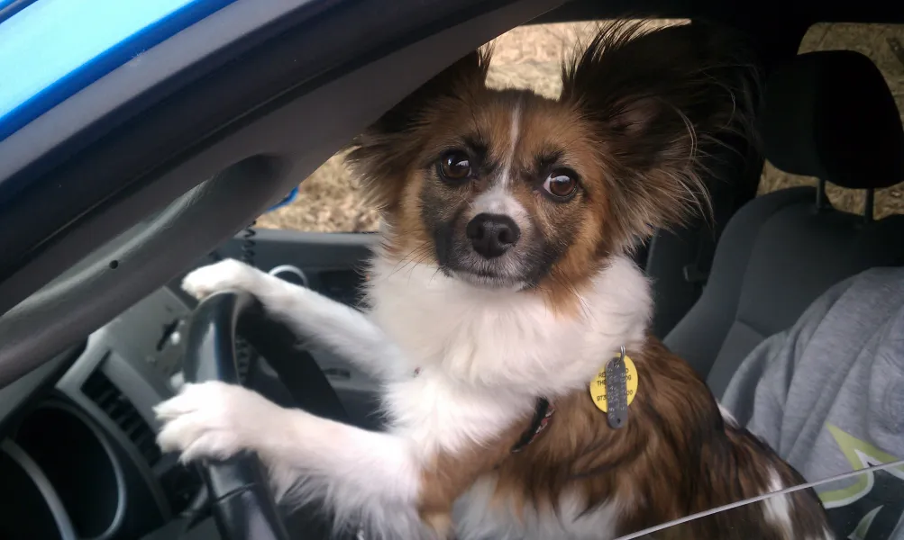 Learning to Drive
