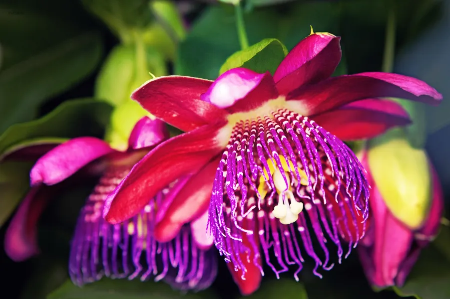 Strange look to beauty