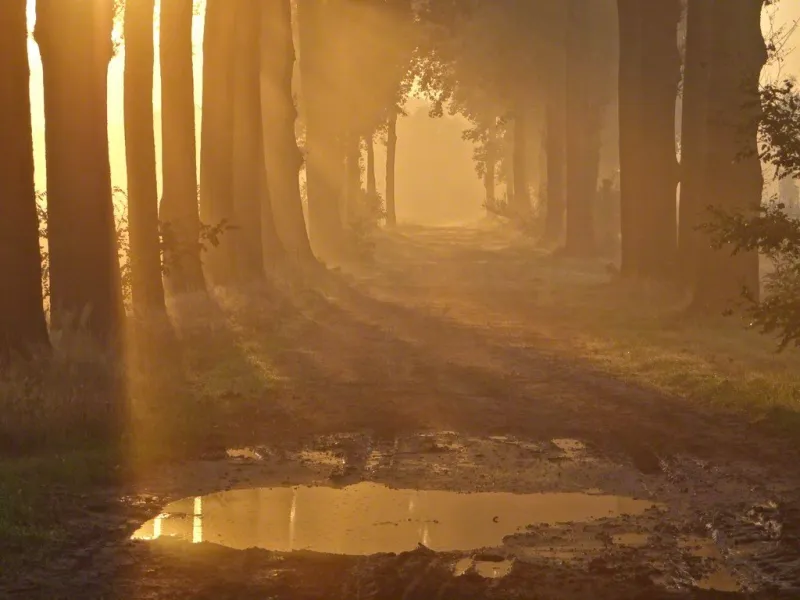 mistiek in herfstmorgen