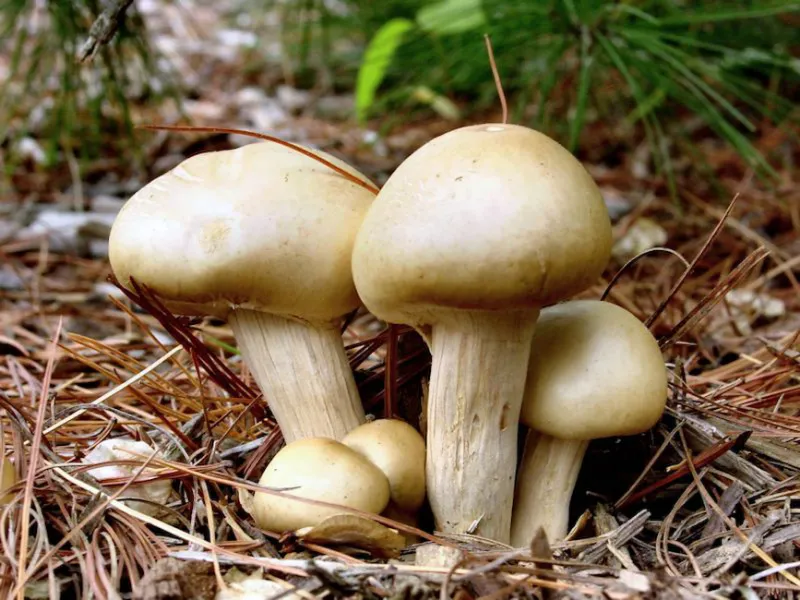 Mushroom Family
