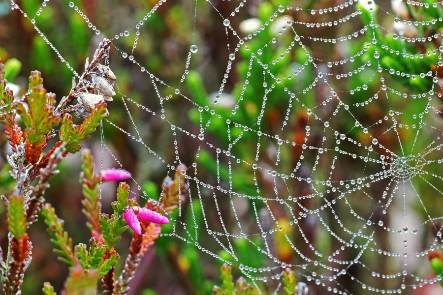 Dew drops on a Spiderweb