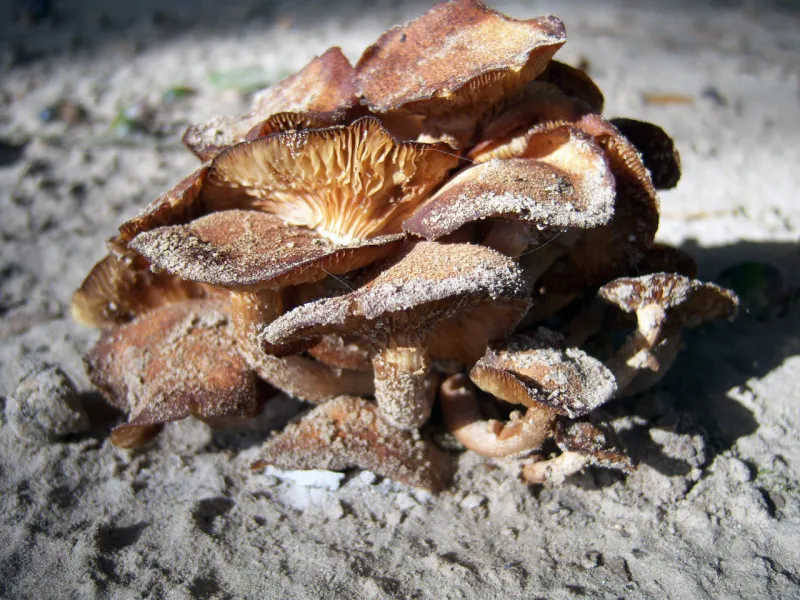 Mushroom Cluster