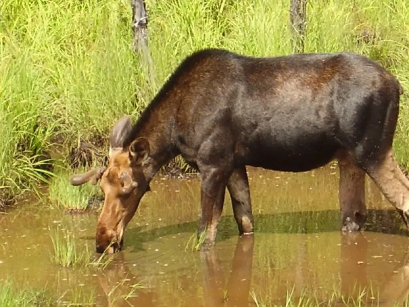 Moose taking a drink