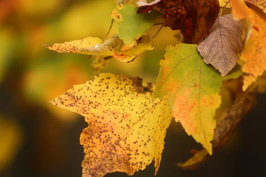 fall leaves