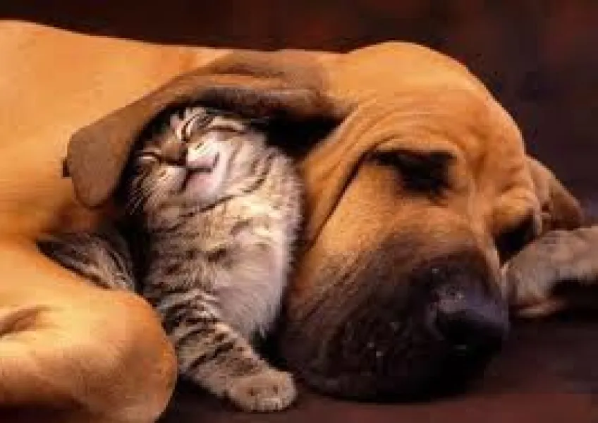 Dog and cat