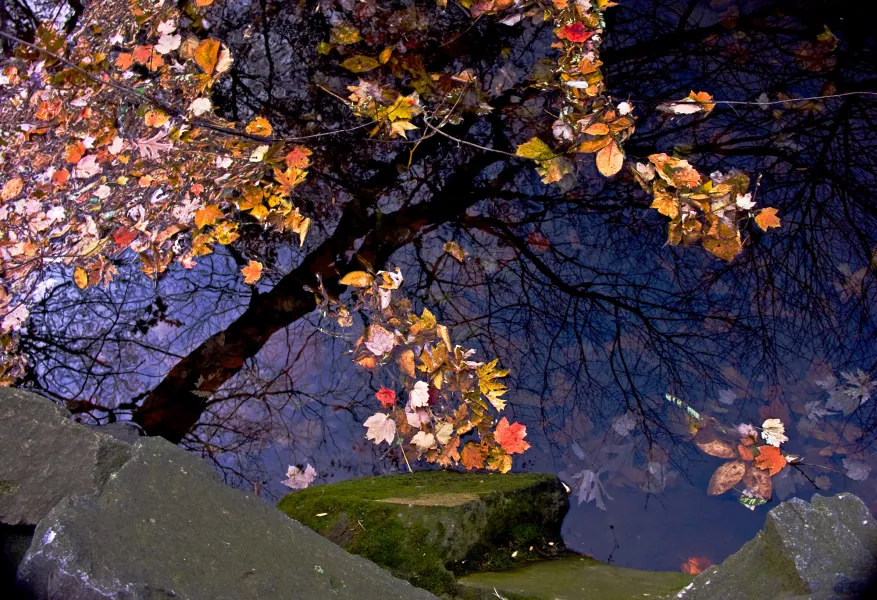 Reflections of autumn