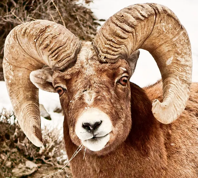 Big Horn Sheep