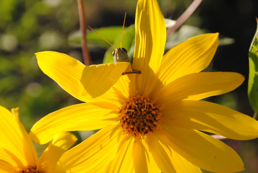 Surprise in wildlife