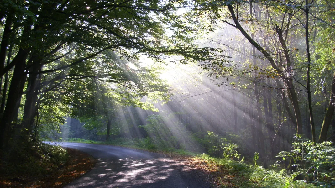 Early morning at Bakony