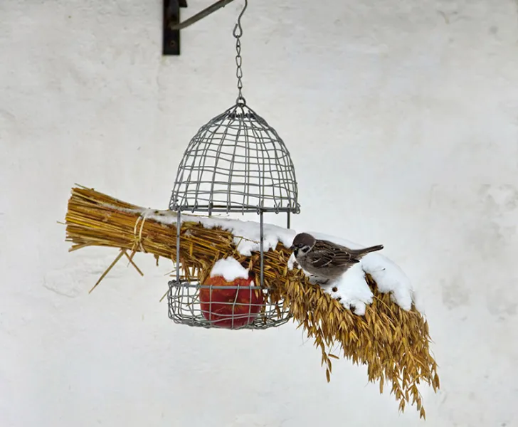 Goodies for the Birds