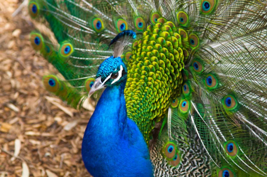 Majestic Peacock
