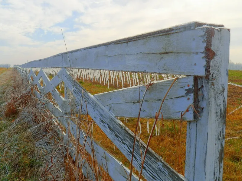 The Icy Fence Row