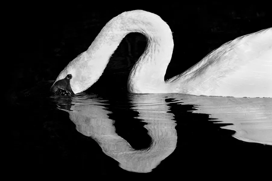 Swan in the dark abyss