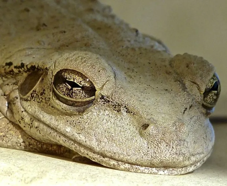 Let Sleeping Frogs Lie