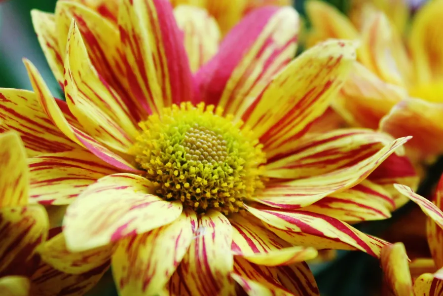 Striped Chrysanthemum