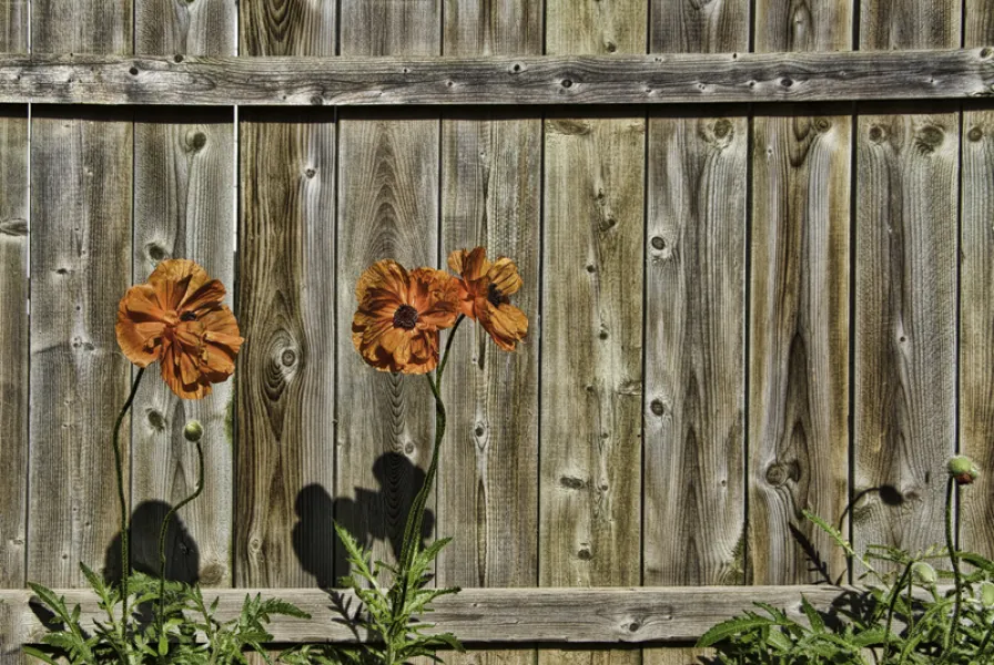 Flowers and Fences