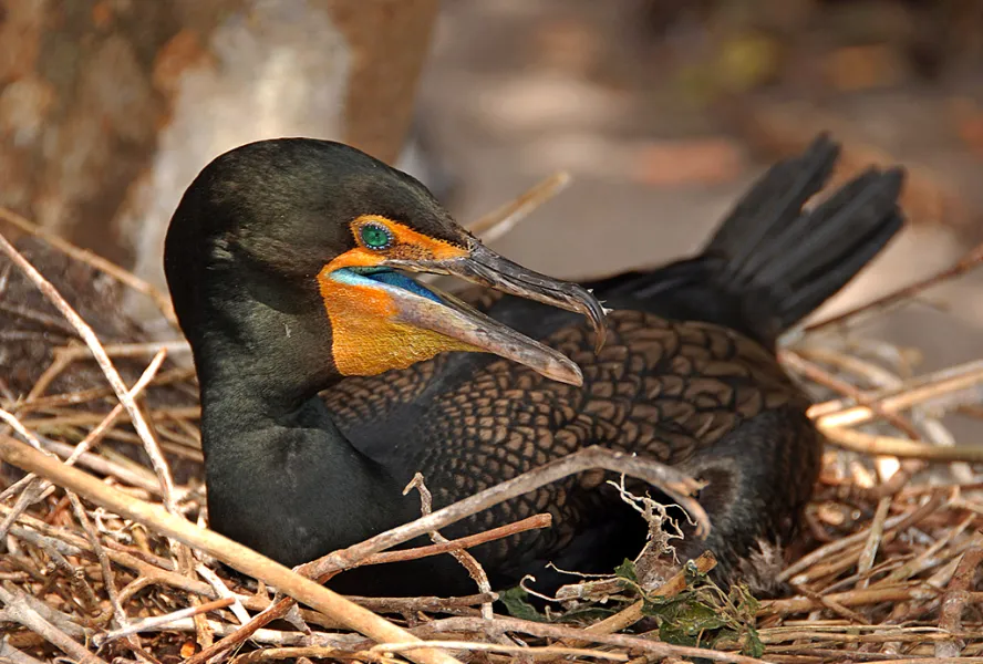 Cormorant Nesting