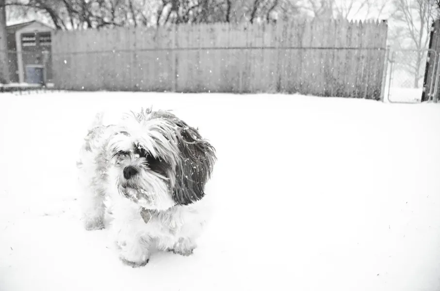Puppy's Snow Day