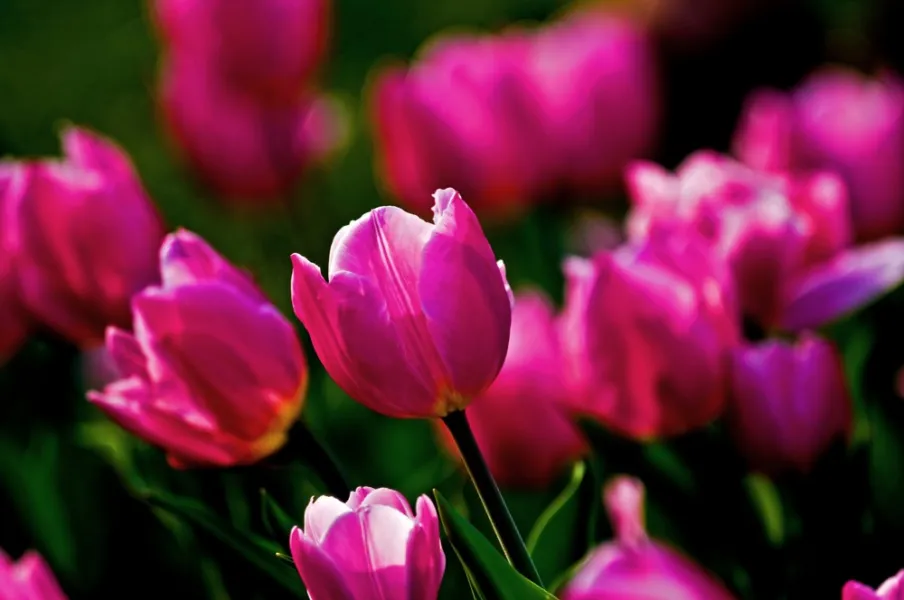Pink tulips