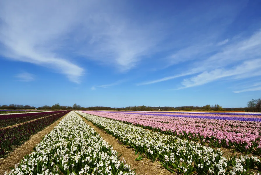 Spring colors in Holland