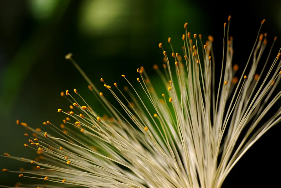 Nature's Fiberoptics