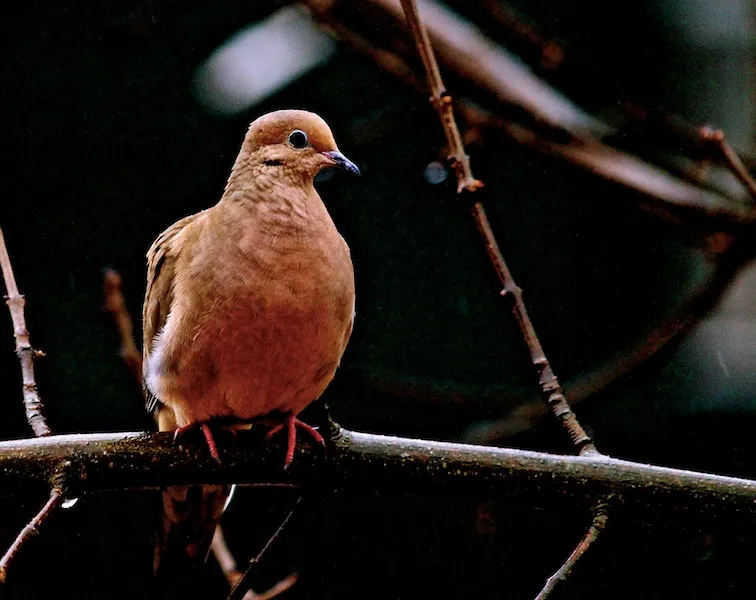The Dove