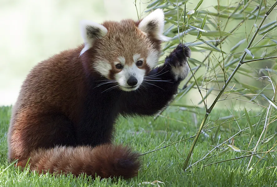 Red Panda