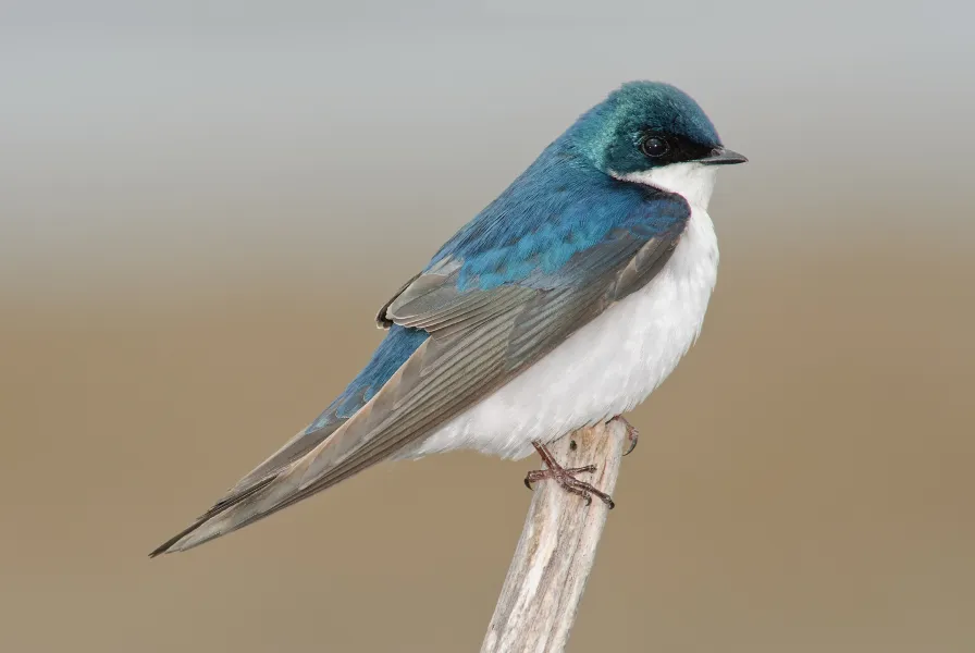 Tree Swallow