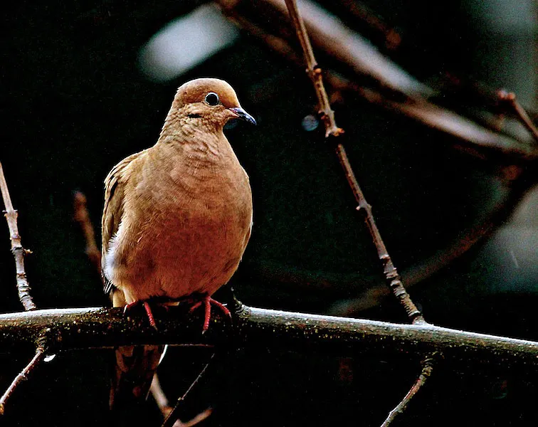 Sweet Dove