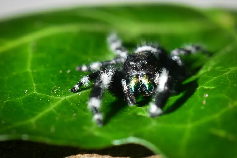 Big Eyed Spider