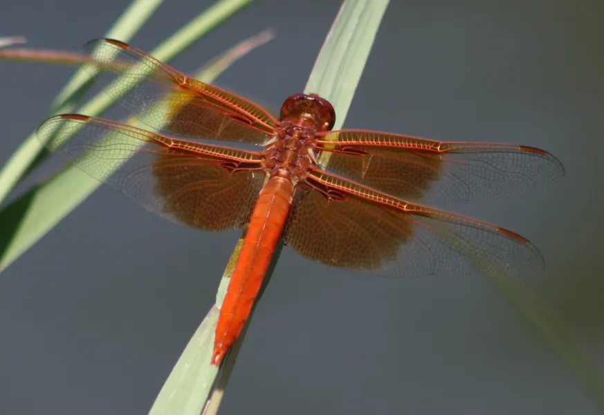 Dragonfly Beauty