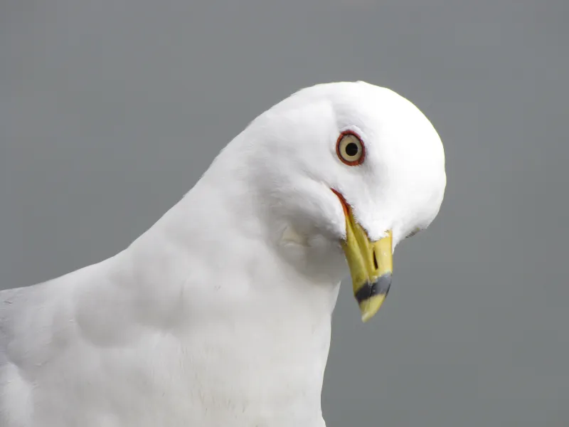 Ring Billed Gull